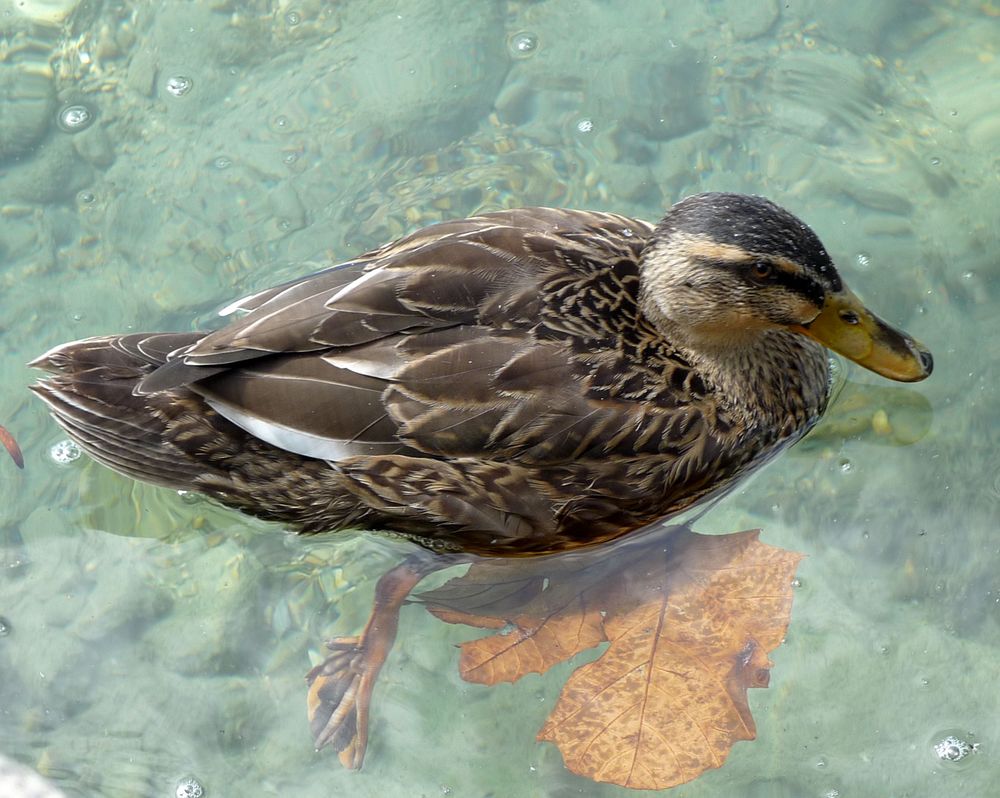 Canard au Lac d'Annecy