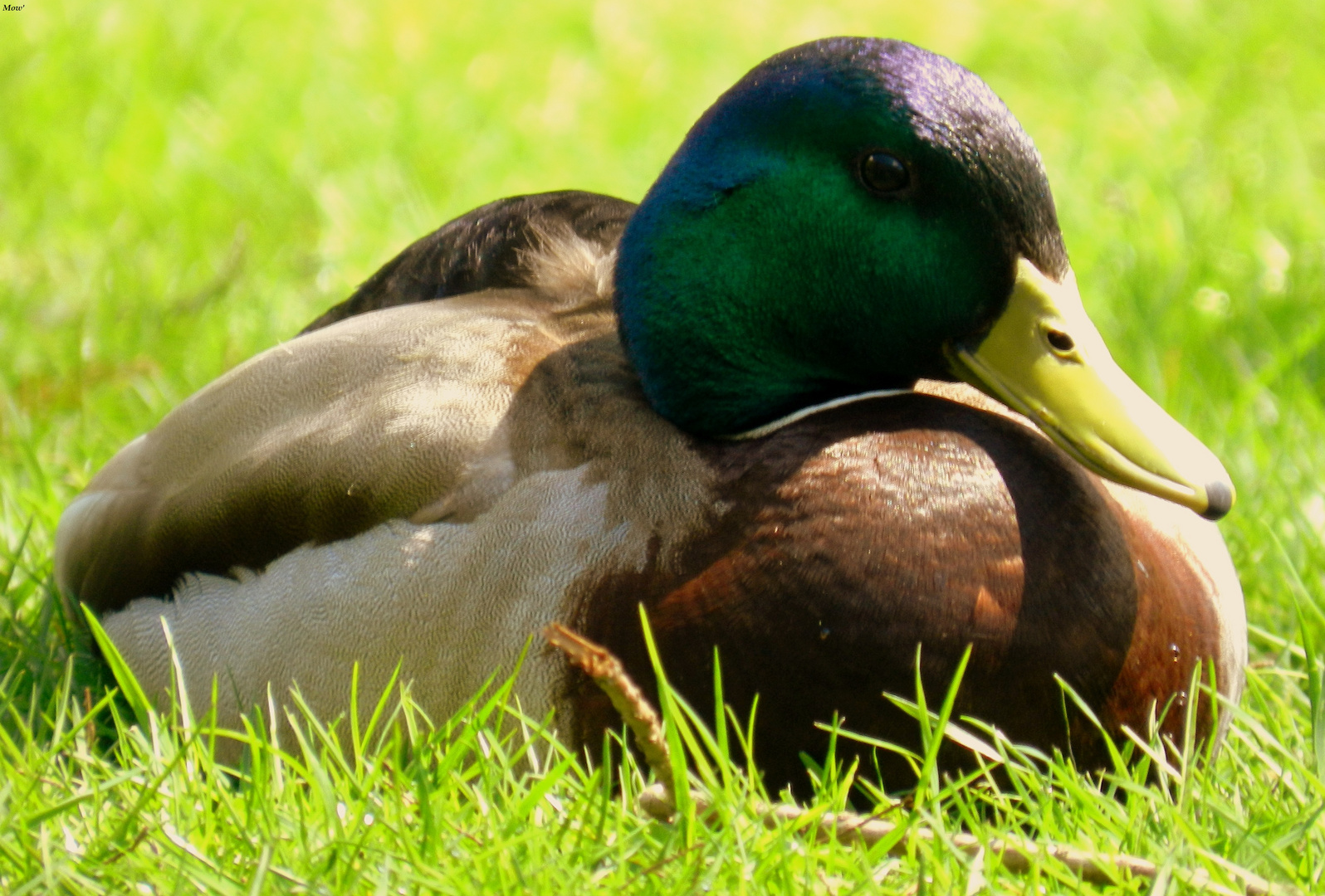 Canard au parc