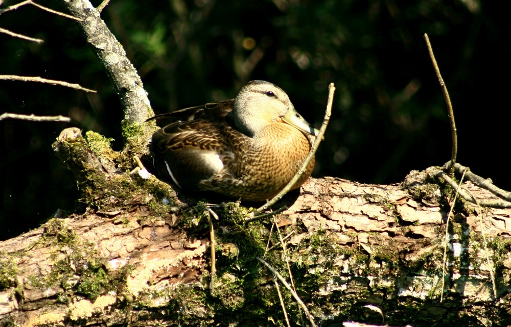 Canard au repos sur le lac d'Aiguebelette