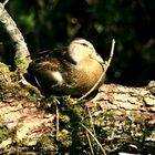 Canard au repos sur le lac d'Aiguebelette