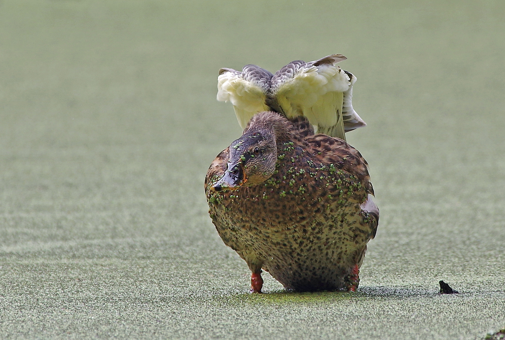 Canard aux lentilles