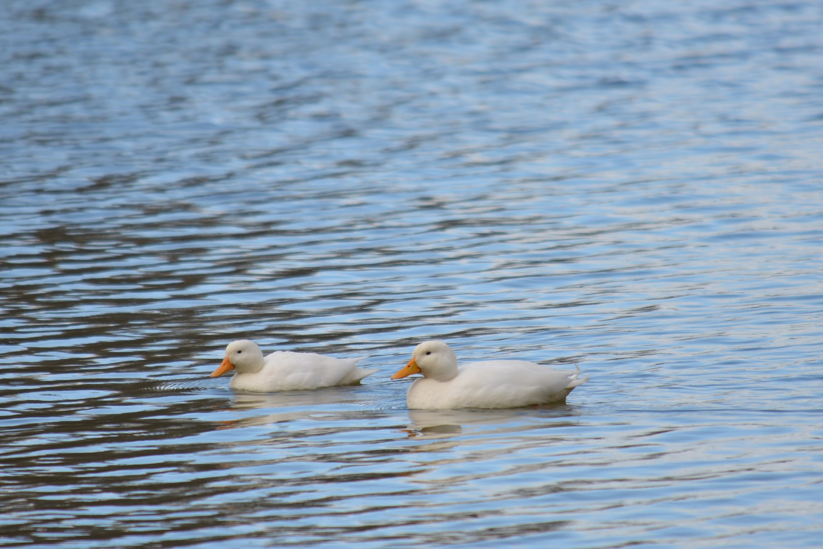 Canard blanc