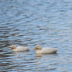 Canard blanc