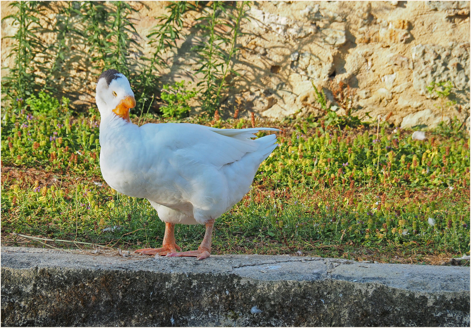 Canard blanc du Gers, bien dodu