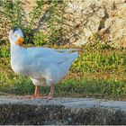 Canard blanc du Gers, bien dodu