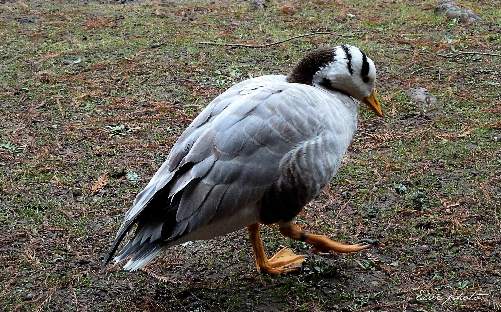 Canard boiteux