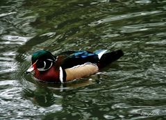 canard  carolin