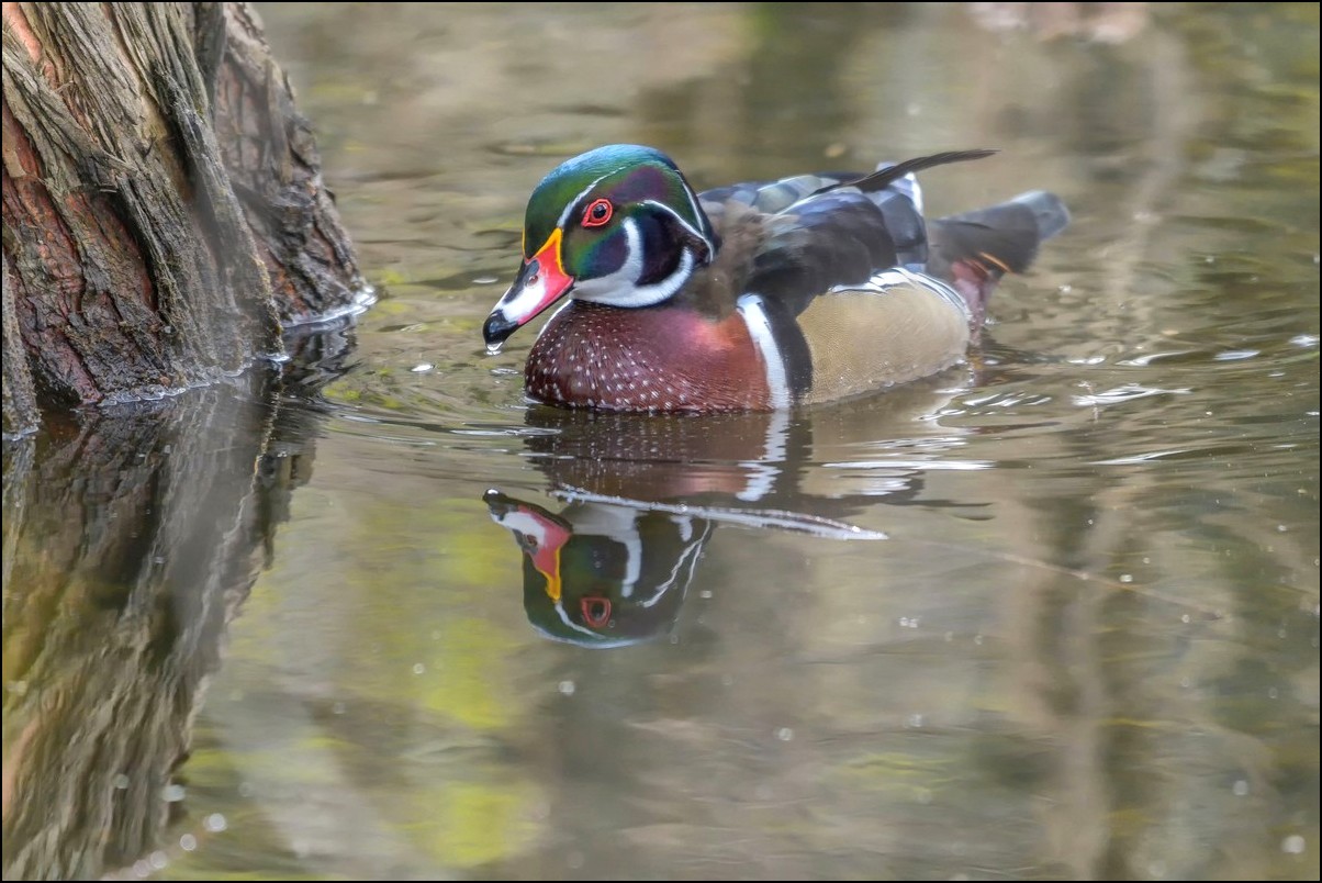 Canard Carolin