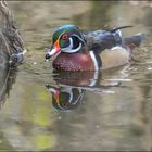 Canard Carolin