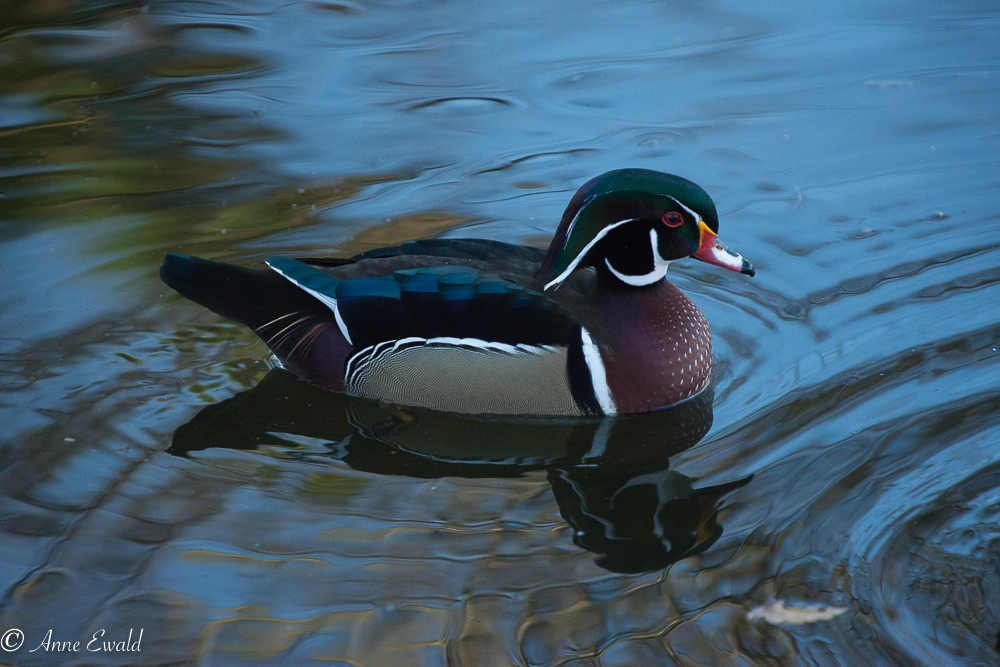 Canard carolin