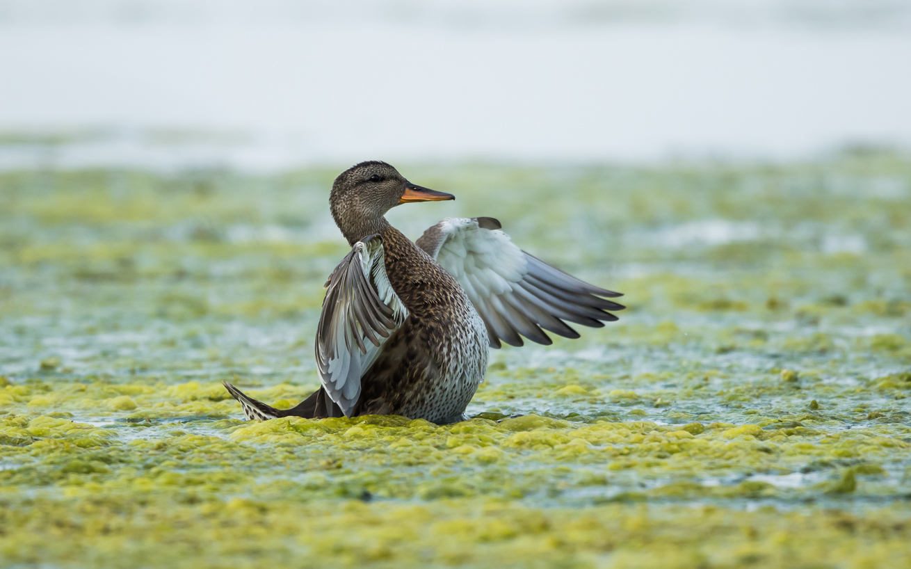 Canard chipeau