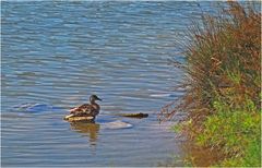 Canard chipeau  --  Anas strepera