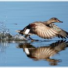 Canard chipeau Envol