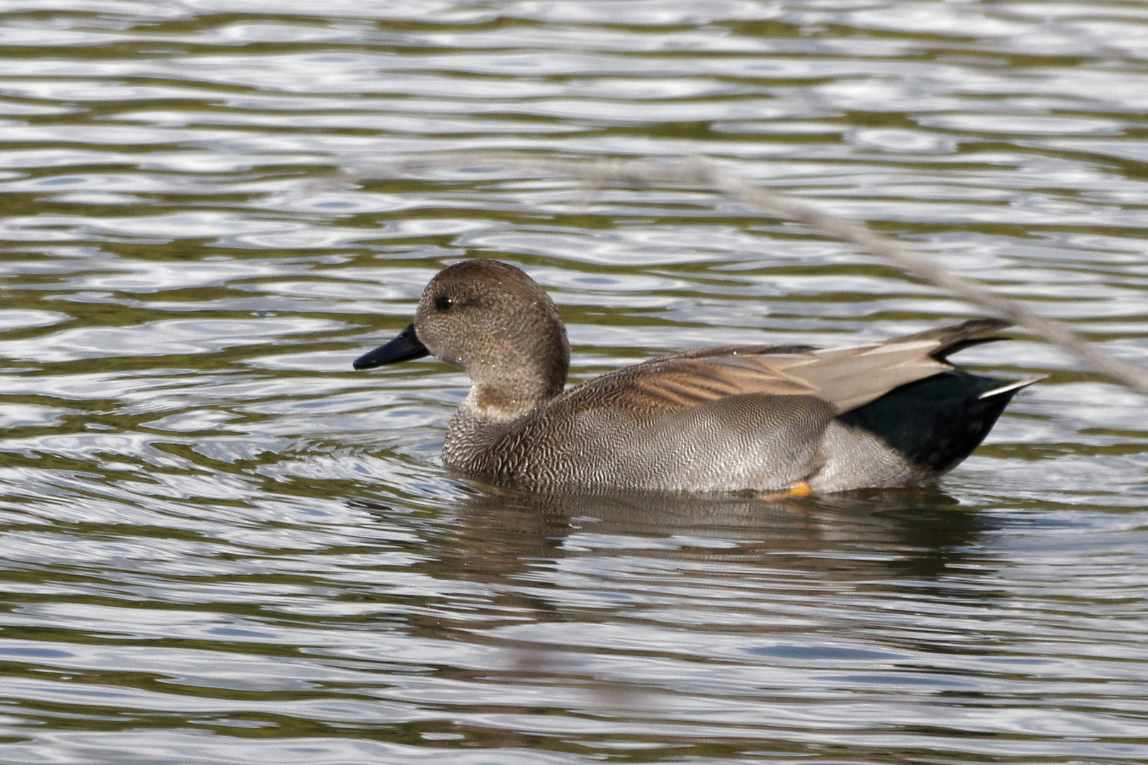 Canard Chipeau Mâle 