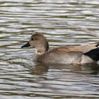 Canard Chipeau Mâle 