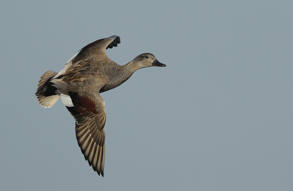 canard chipeur male 