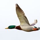 Canard col vert