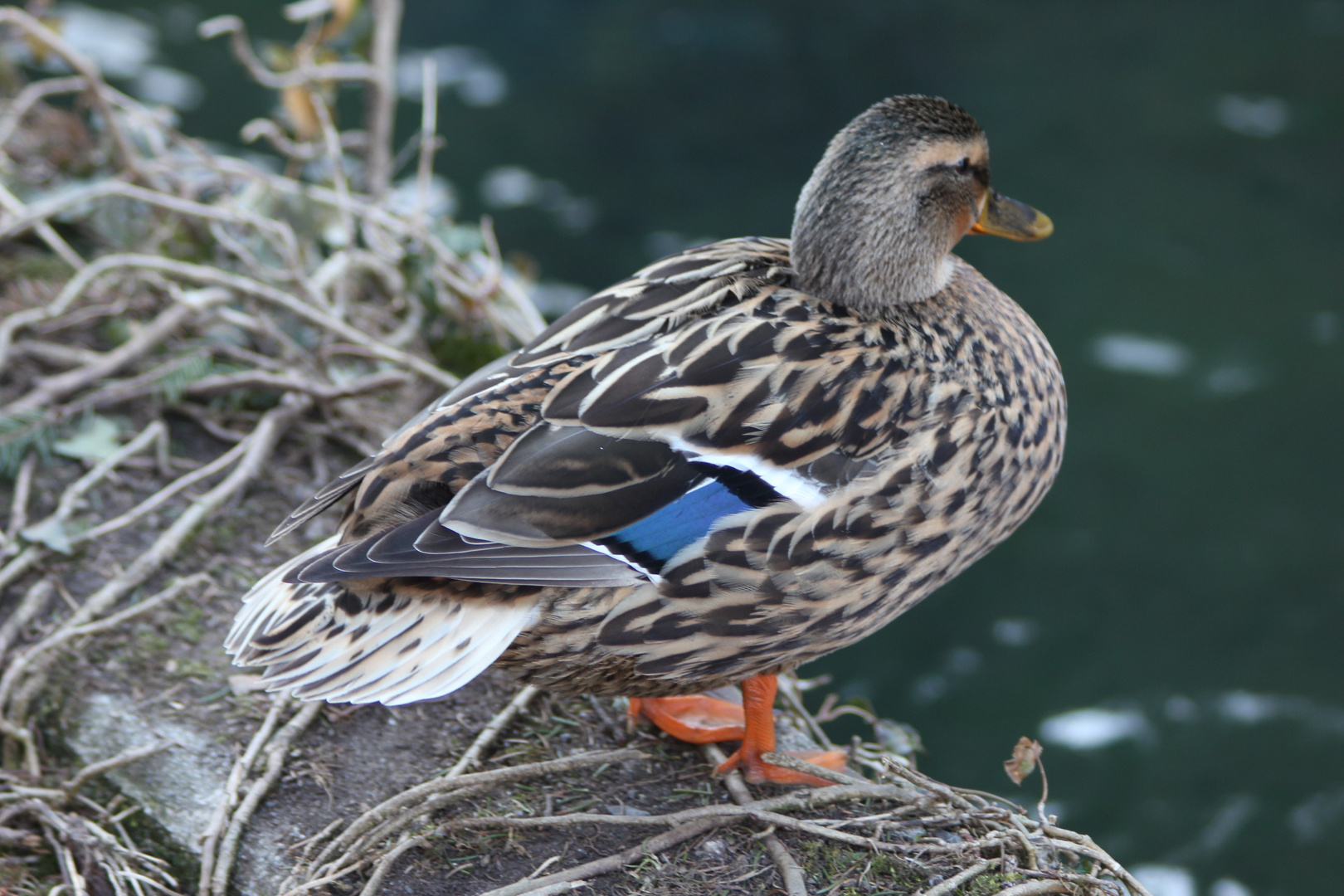 Canard col vert