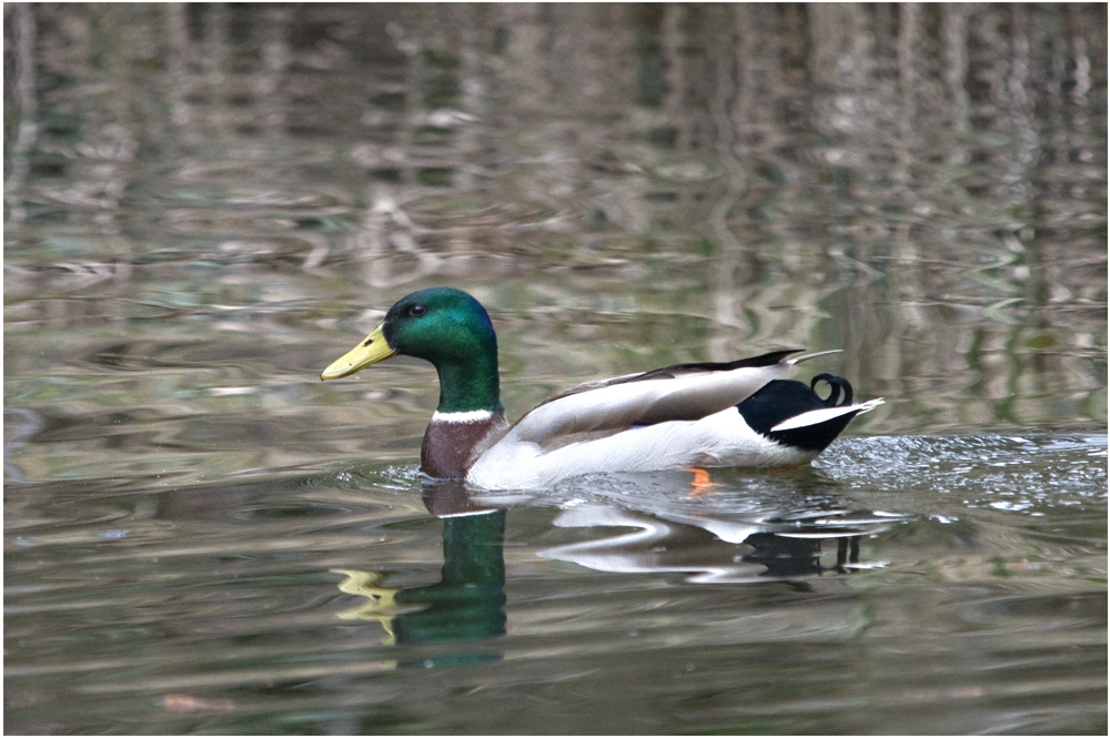 Canard Col vert