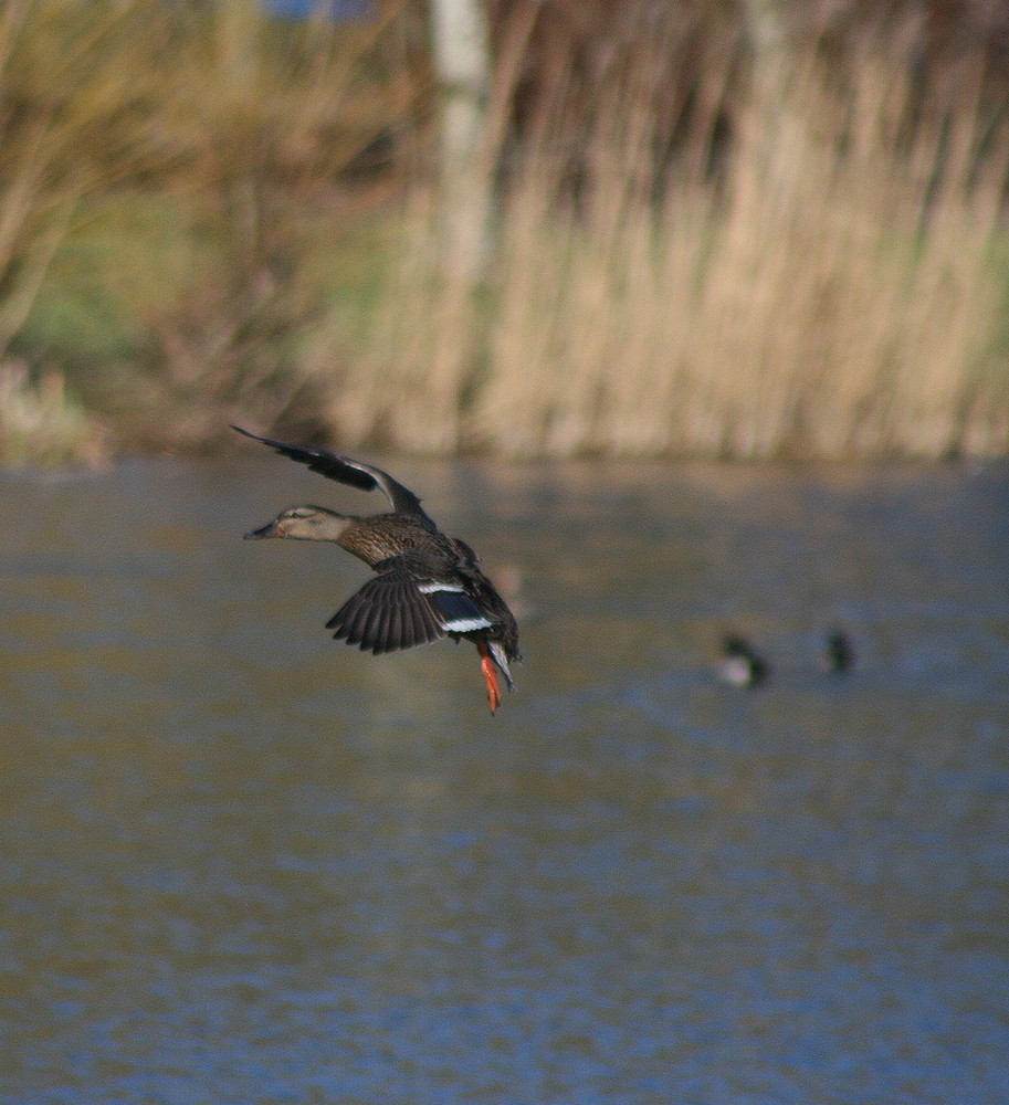 canard colvert