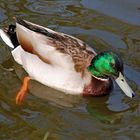 canard colvert