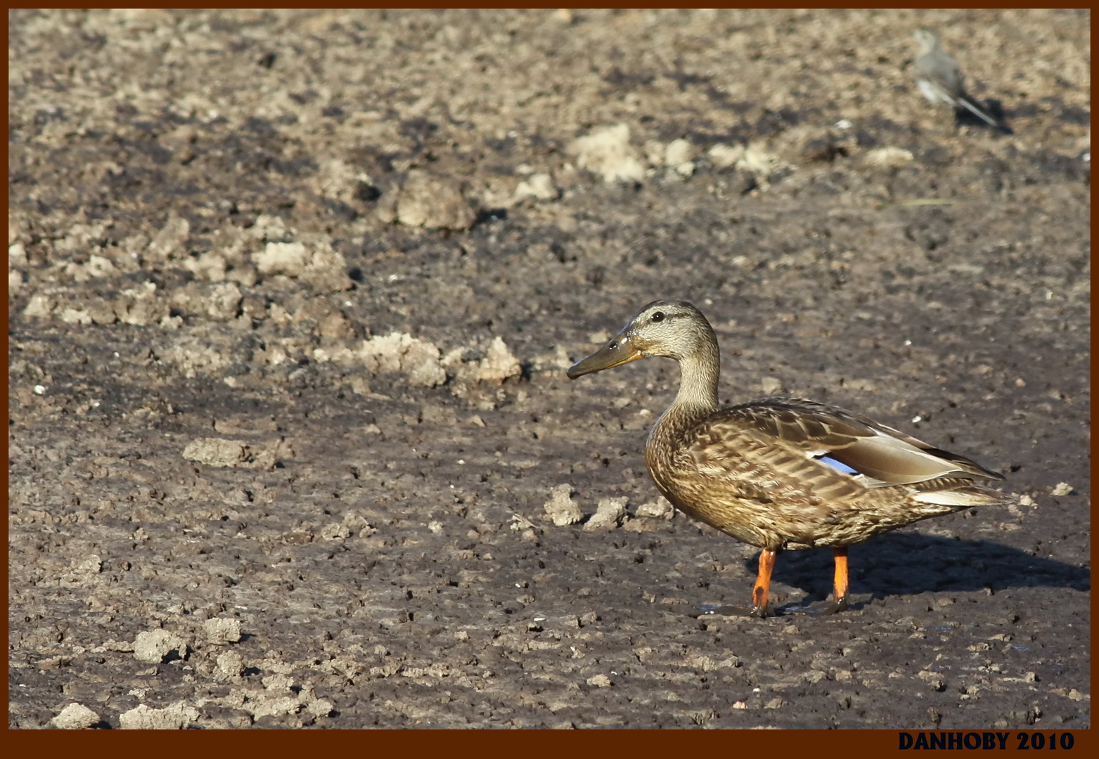 CANARD COLVERT