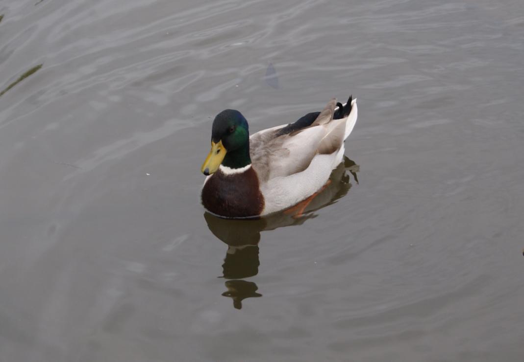 Canard Colvert