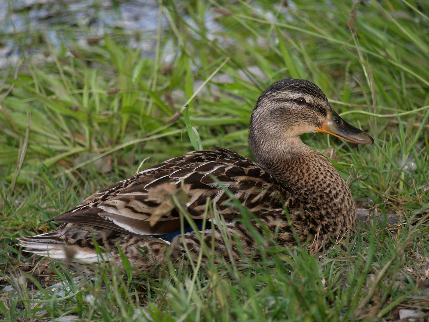 canard colvert