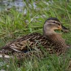 canard colvert