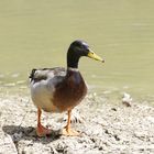 Canard colvert