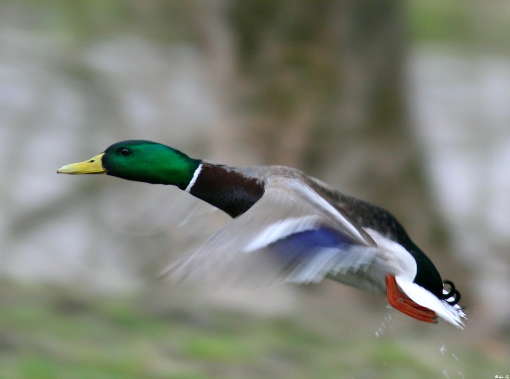 Canard colvert