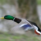 Canard colvert