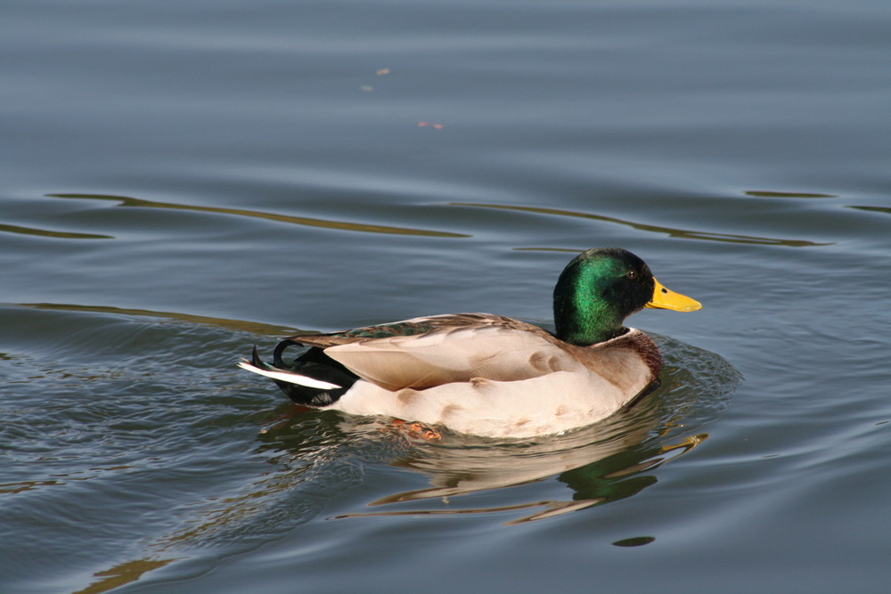 CANARD COLVERT