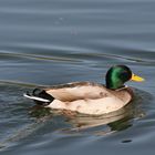 CANARD COLVERT