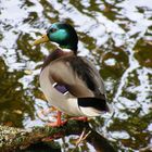 Canard Colvert