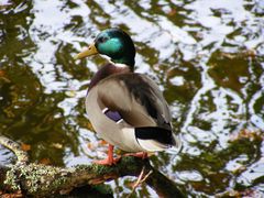 Canard Colvert