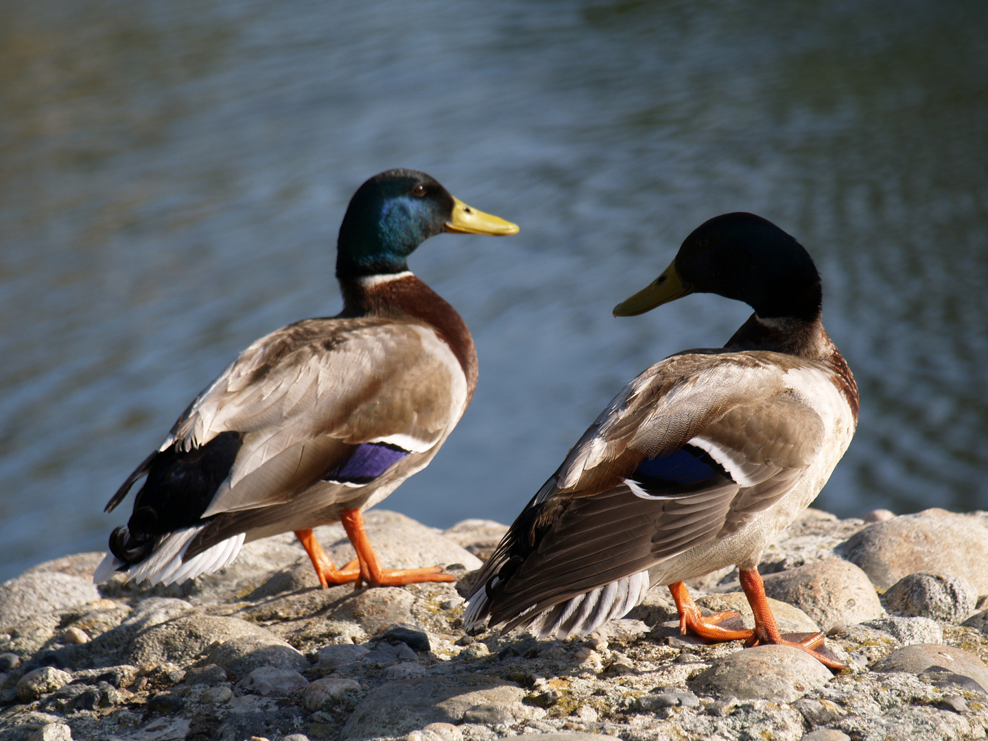 canard colvert