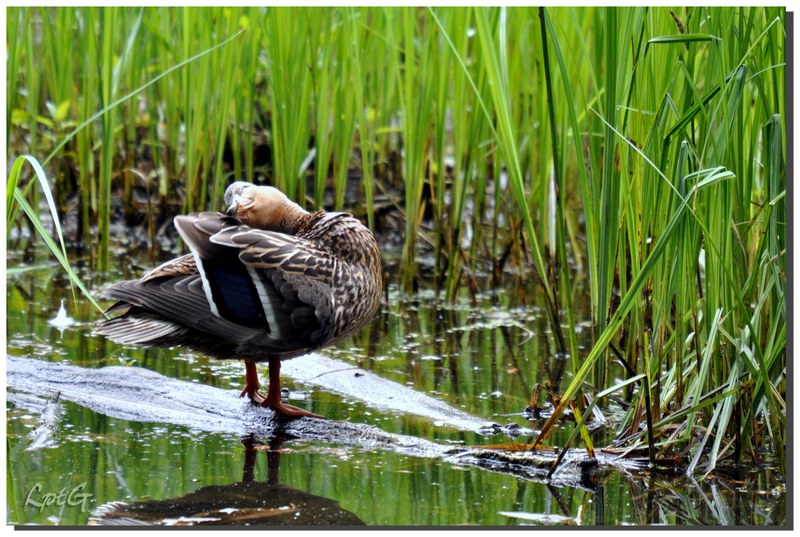 Canard Colvert