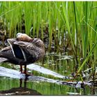 Canard Colvert