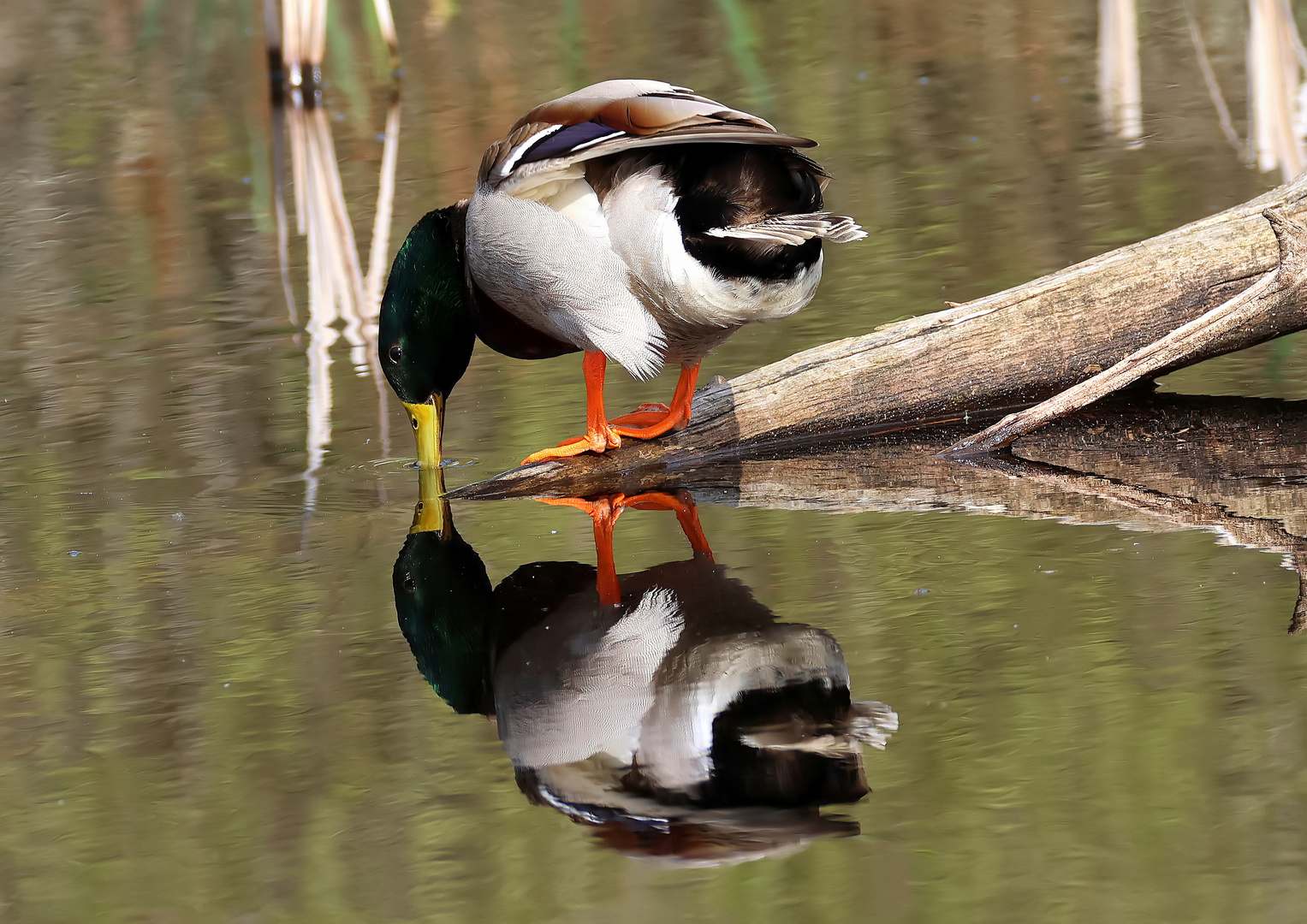 Canard colvert - Anas platyrhynchos -  Stockente