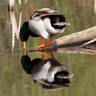 Canard colvert - Anas platyrhynchos -  Stockente