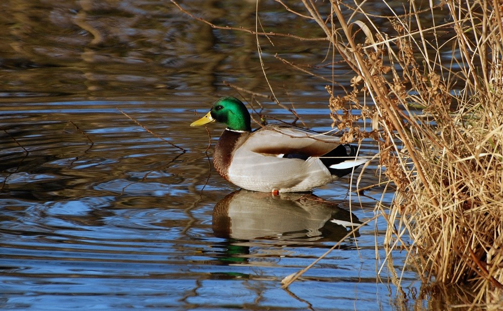 Canard colvert