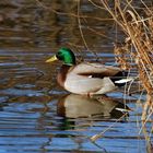 Canard colvert