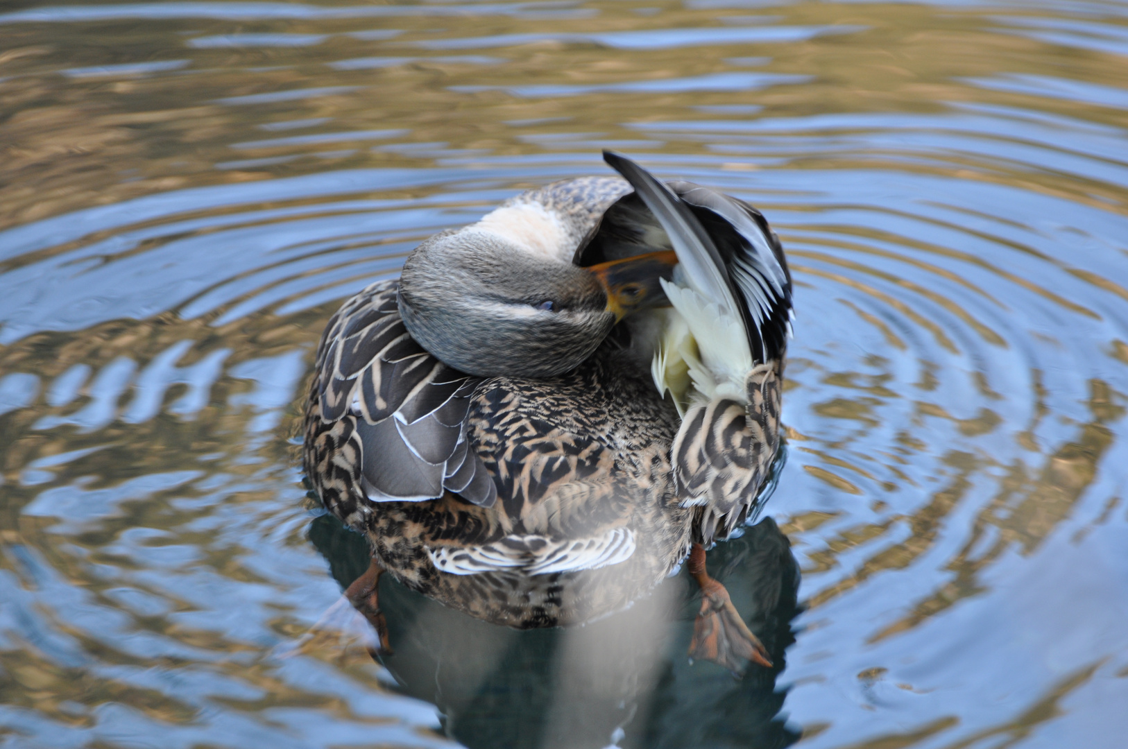 Canard colvert