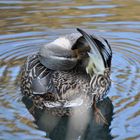 Canard colvert