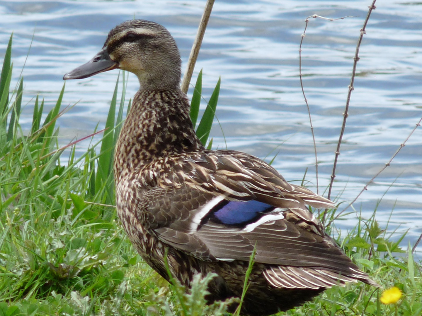 canard colvert