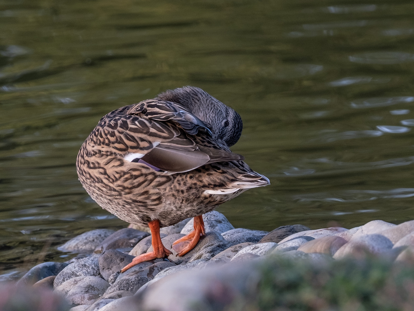 canard colvert femelle