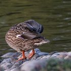 canard colvert femelle