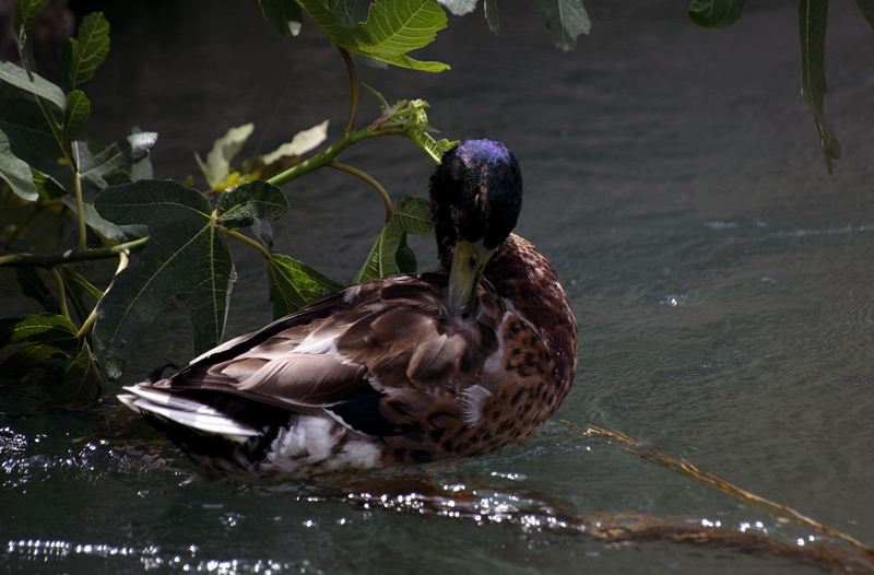 canard colvert pendant sa toilette