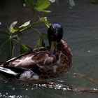 canard colvert pendant sa toilette